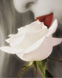 La rosa blanca